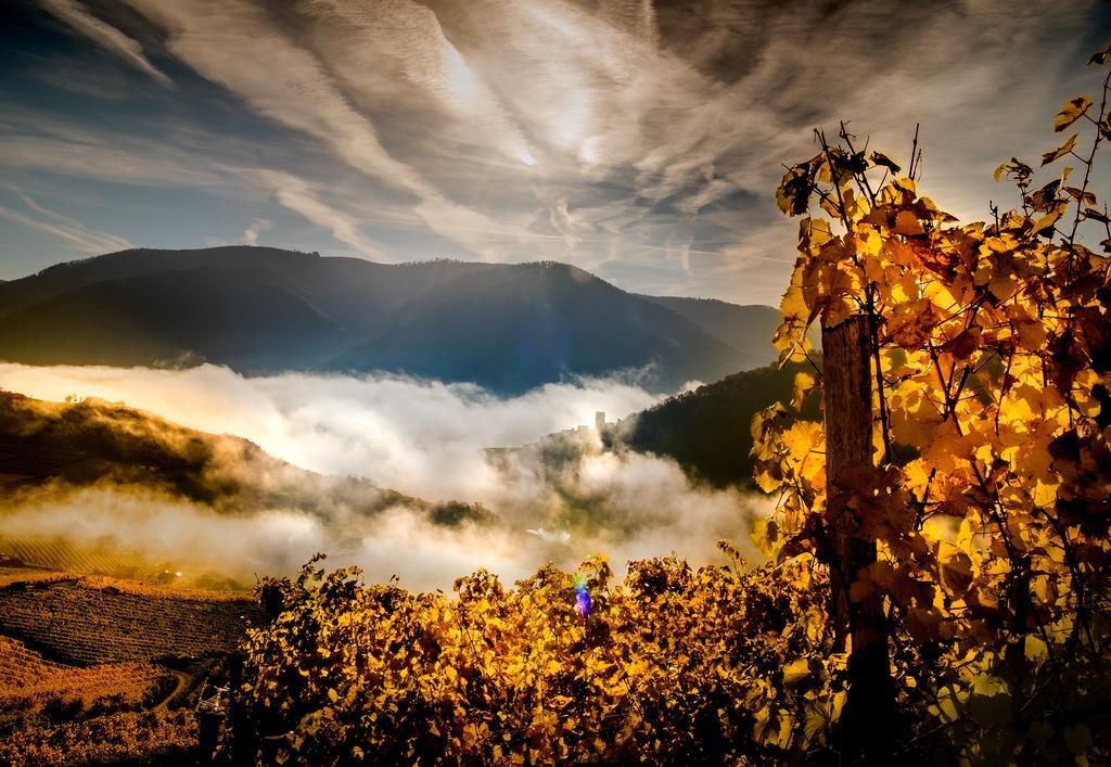 Weingut Donabaum "In Der Spitz" Apartment Spitz an der Donau Exterior foto